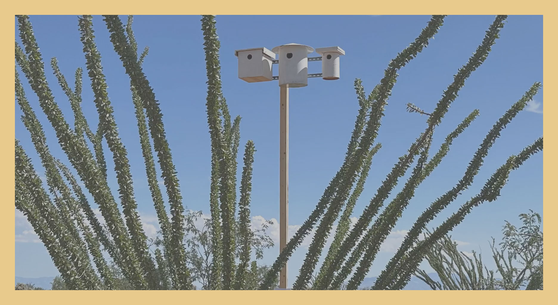 Purple Martin Nest Box Project